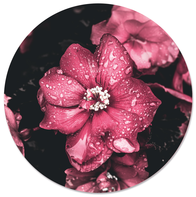 Muurcirkel pinkdrip Label2X B.V.