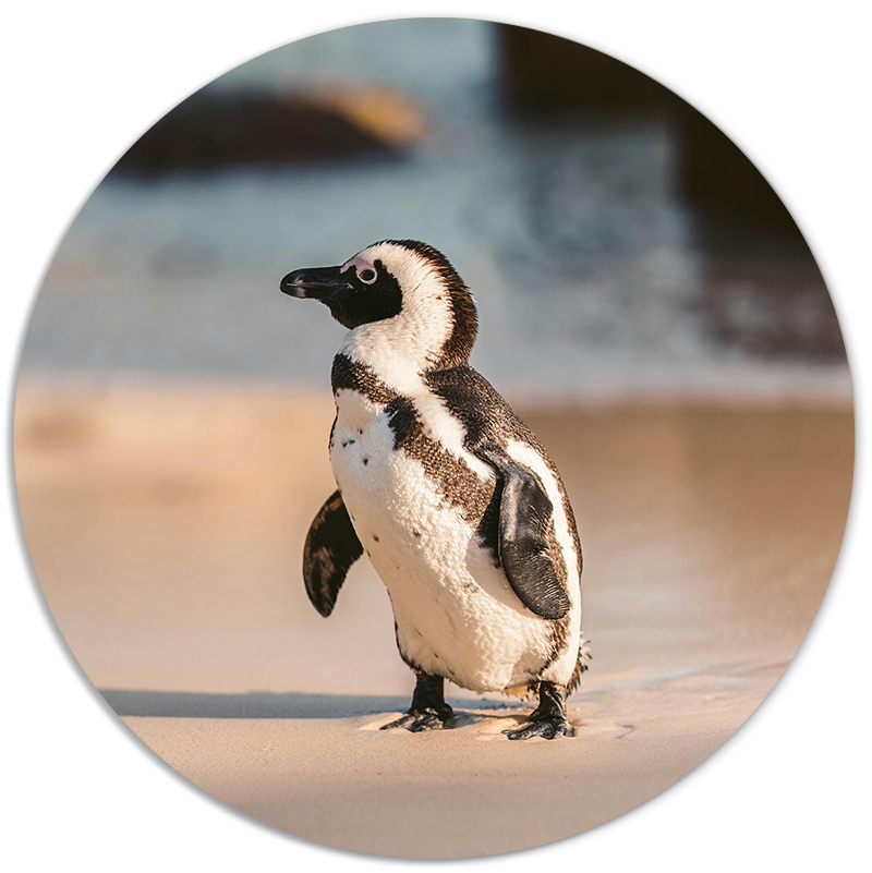 Label2X Muurcirkel Muurcirkel pinguin Muurcirkel pinguin woonaccessoires homedecoratie