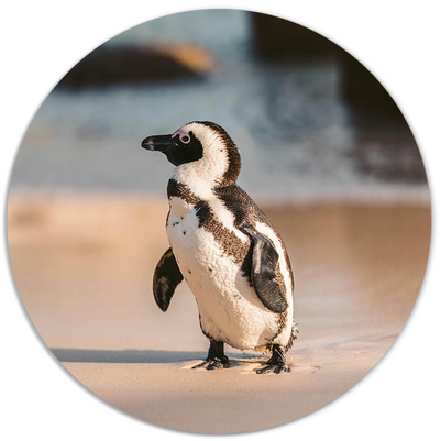 Label2X Muurcirkel Muurcirkel pinguin Muurcirkel pinguin woonaccessoires homedecoratie