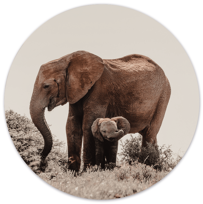 Label2X Muurcirkel Muurcirkel baby olifant