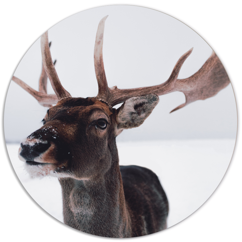 Label2X Muurcirkel Muurcirkel deer head woonaccessoires homedecoratie