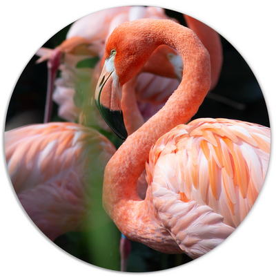 Label2X Muurcirkel Muurcirkel flamingo dream woonaccessoires homedecoratie