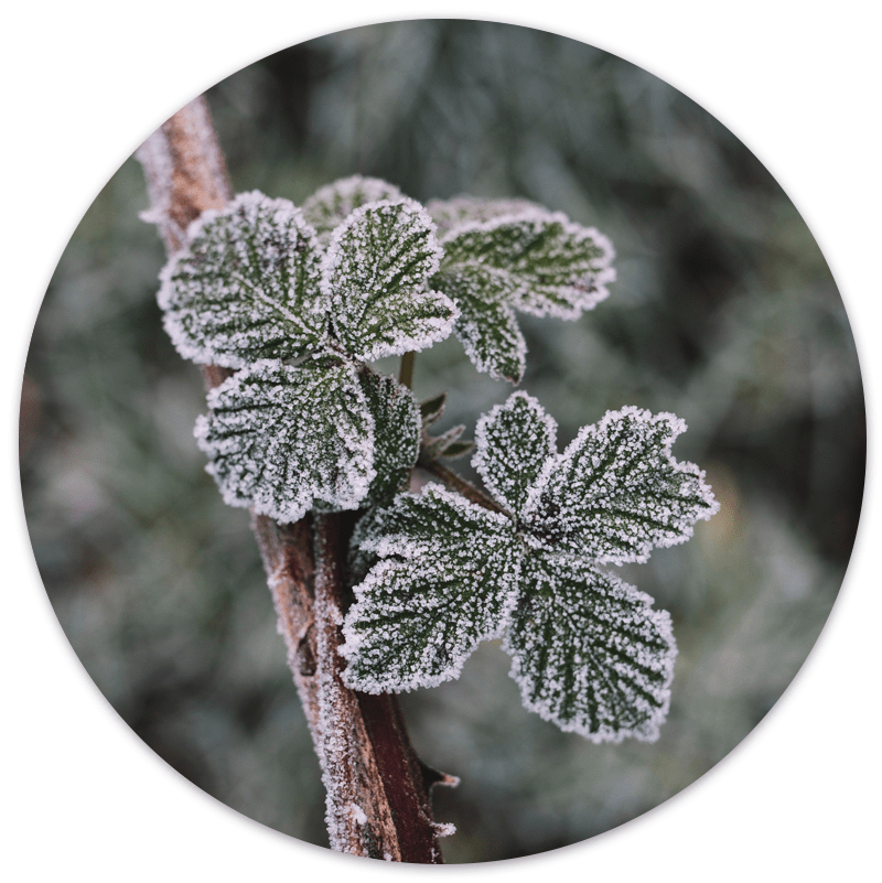 Label2X Muurcirkel Muurcirkel frost plant