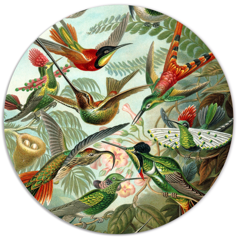 Label2X Muurcirkel Muurcirkel hummingbirds van Ernst Haeckel woonaccessoires homedecoratie