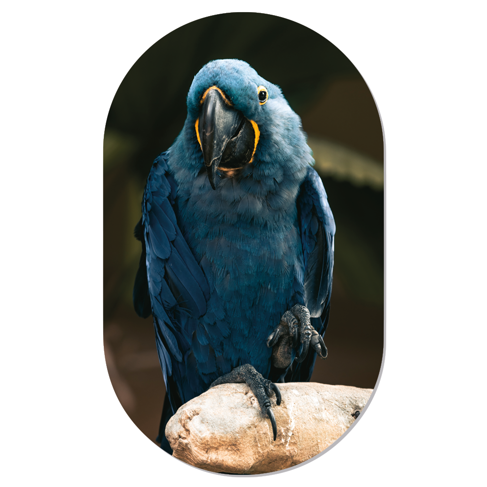 Label2X Muurovaal Muurovaal blue birdy woonaccessoires homedecoratie