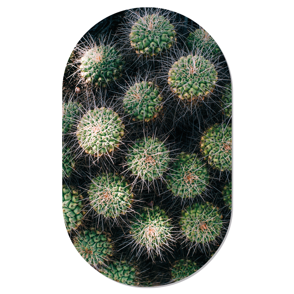 Label2X Muurovaal Muurovaal cactus woonaccessoires homedecoratie