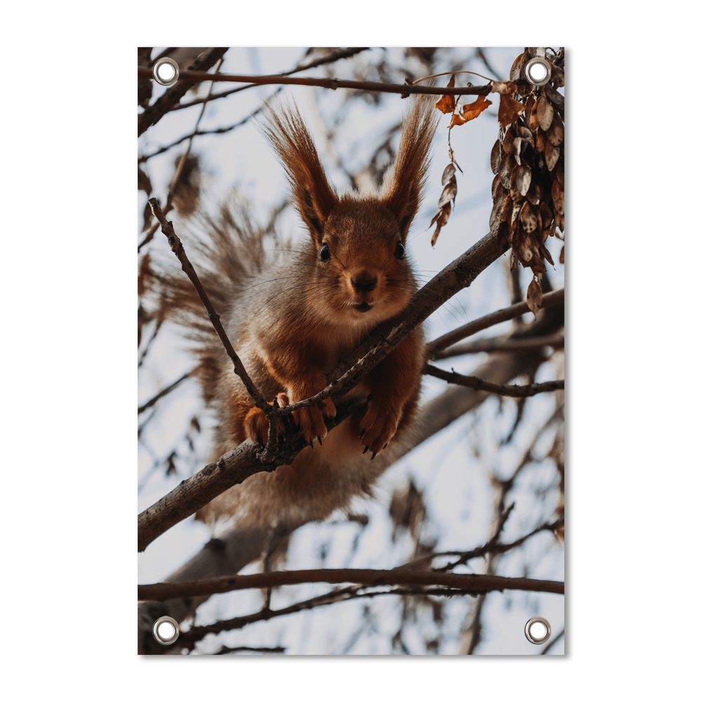 Label2X tuinposter Tuinposter squirrel