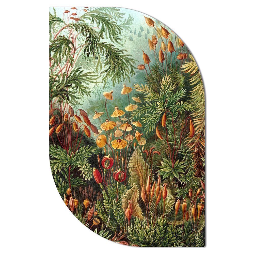 ScandiArt ScandiArt ScandiArt art van Ernst Haeckel woonaccessoires homedecoratie