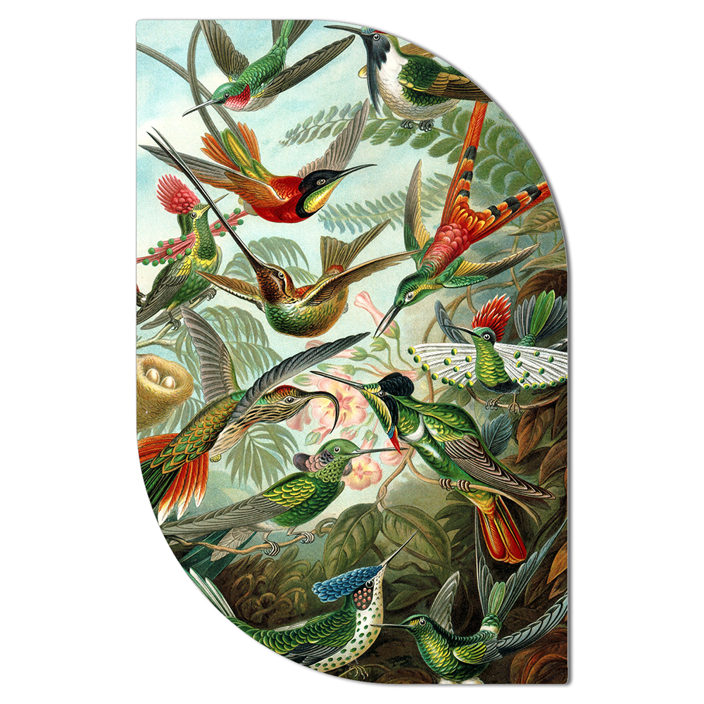 ScandiArt ScandiArt ScandiArt hummingbirds van Ernst Haeckel woonaccessoires homedecoratie